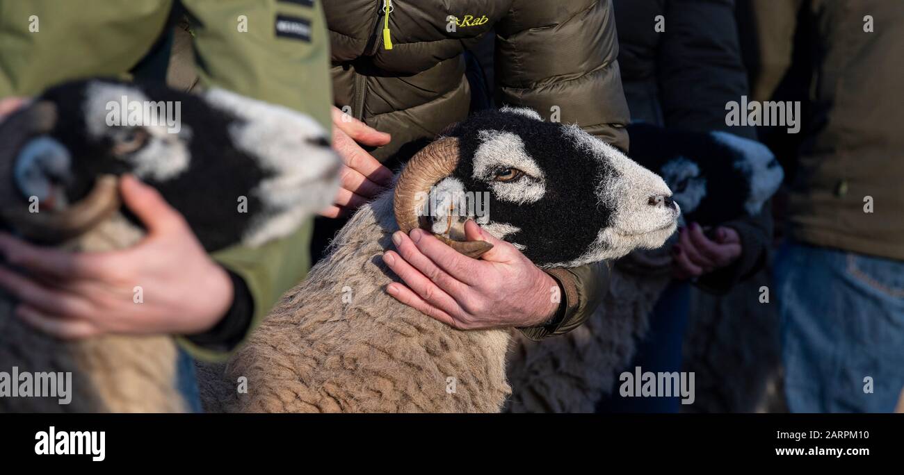 Mostra le pecore delle swaledale in una vendita nel North Yorkshire, Regno Unito. Foto Stock