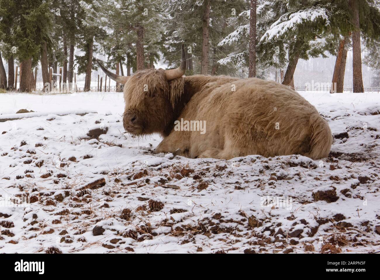 Bestiame scozzese su un pascolo innevato a Rock Creek, Montana. Bos Taurus Kingdom: Animalia Phylum: Classe Chordata: Ordine Mammalia: Foto Stock