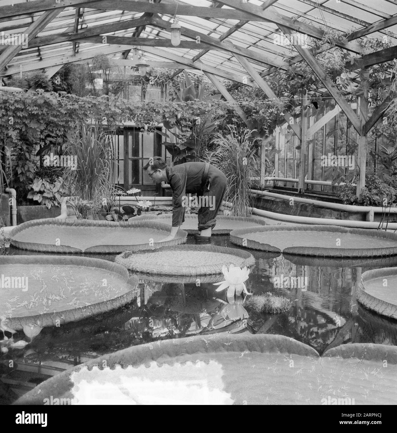 Victoria Regia in fiore ad Amsterdam Hortus Data: 7 agosto 1953 Parole Chiave: Flowering, Plants Nome personale: Hortus, Victoria Regia Foto Stock