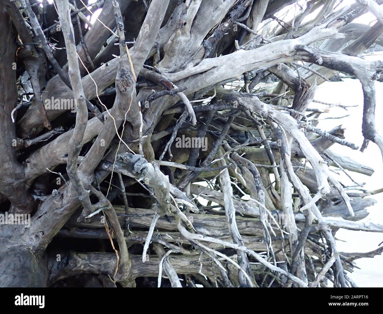 Driftwood sulla spiaggia Foto Stock