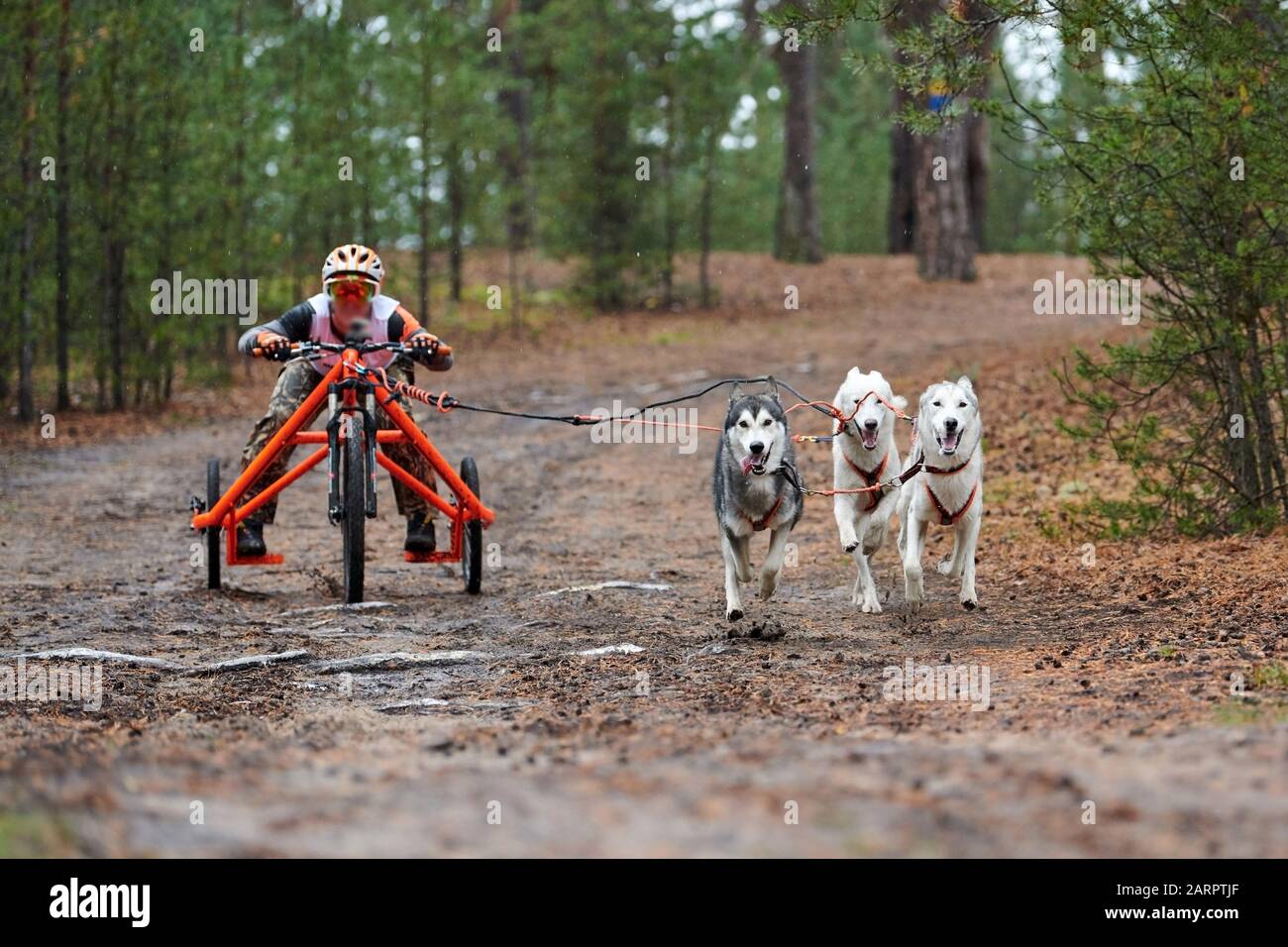 Corsa di attacco del cane da carting. Dente di scorrimento Husky che tira il carrello. Dryland concorso autunnale di mushing cross country. Foto Stock