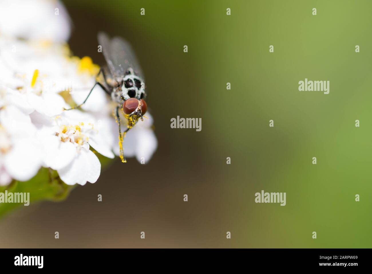 Anteromiia quinquemaculata con polline Foto Stock
