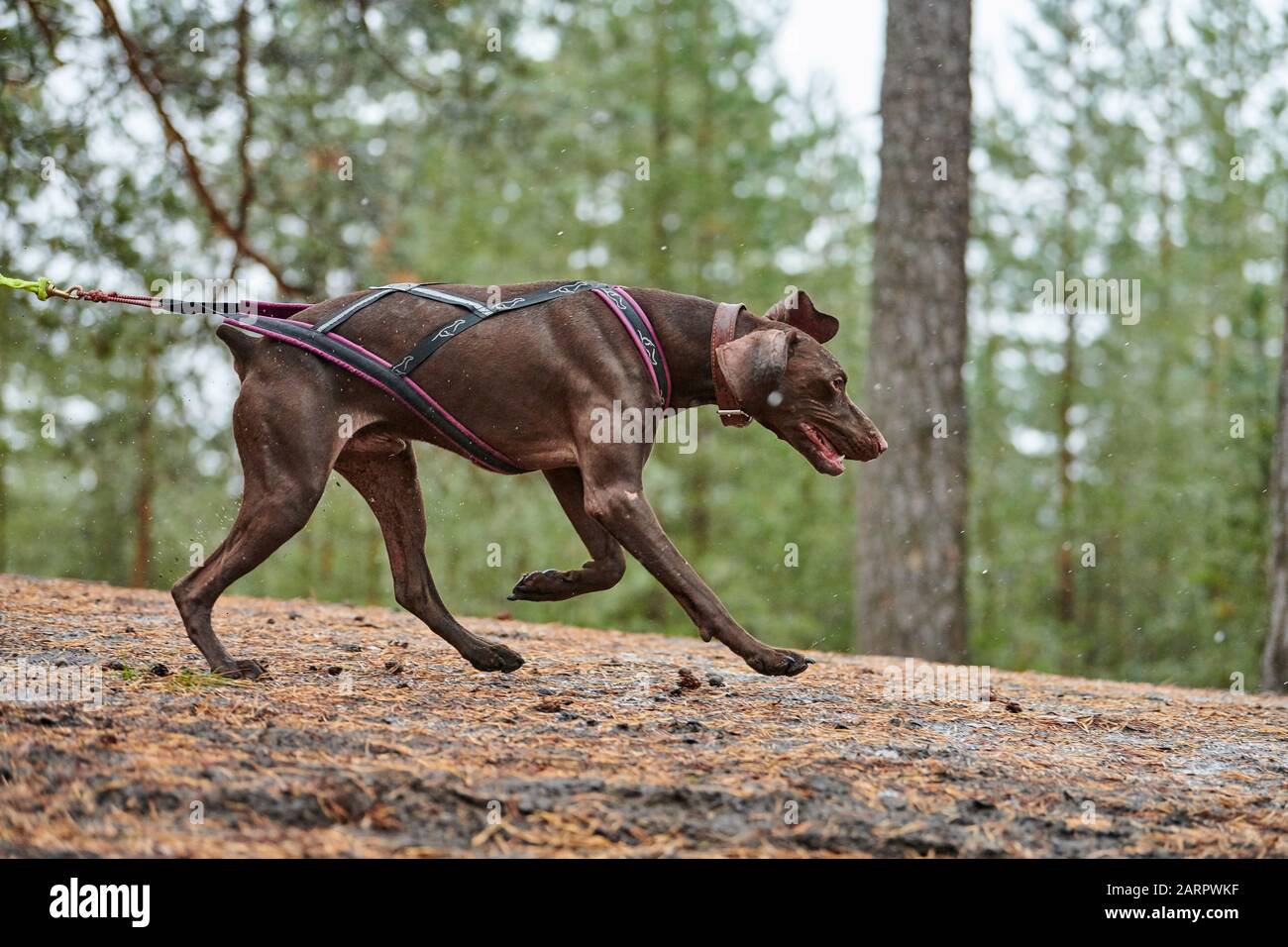 Corsa di corsa con cani da slitta con dryland da cross country. Husky slitta cane tirare una bicicletta con cane musher. Concorso autunnale. Foto Stock