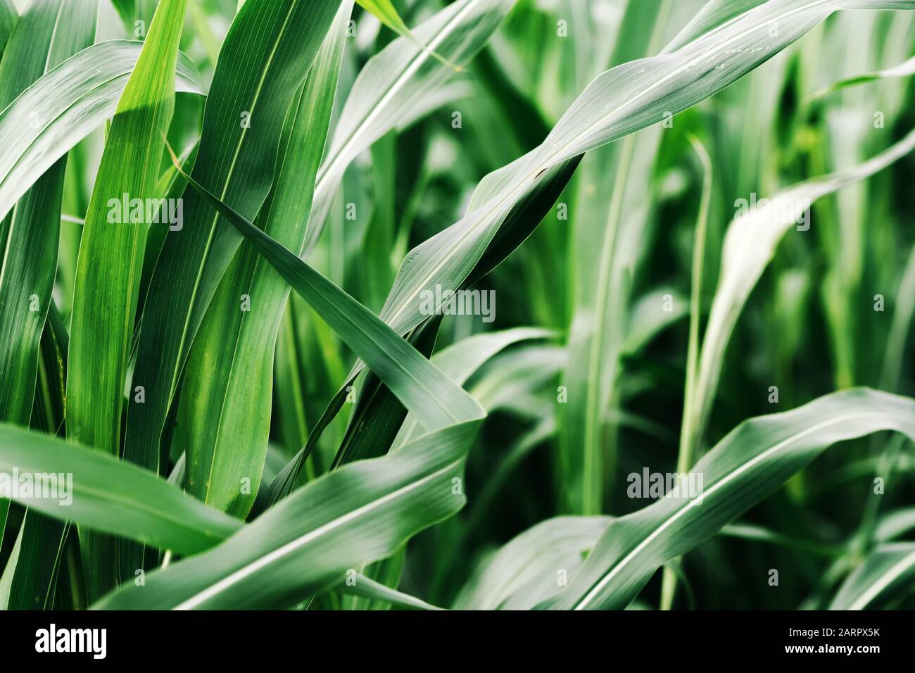 Sorgo × drummondii o erba di Sudan plantation, coltivato campo di coltivazione Foto Stock