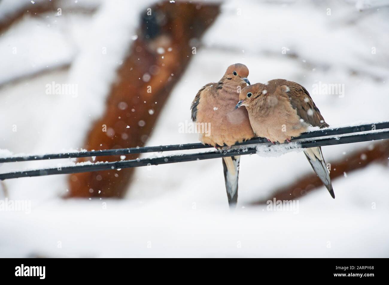 Un paio di colombe cordoglio accoppiati in inverno neve tempesta Foto Stock