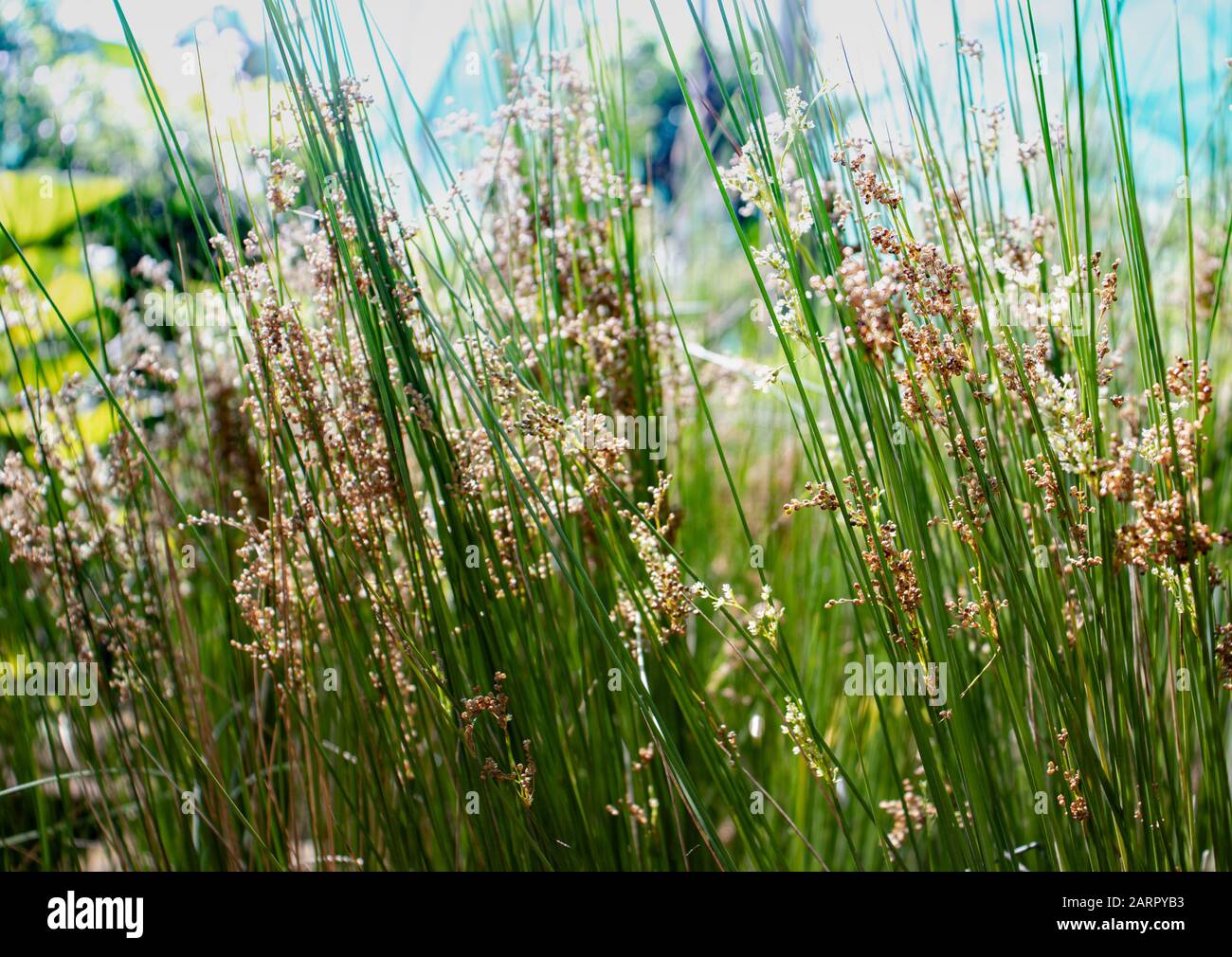 Corsa comune, soft rush o juncus effusus collina all'aperto in estate. Foto Stock