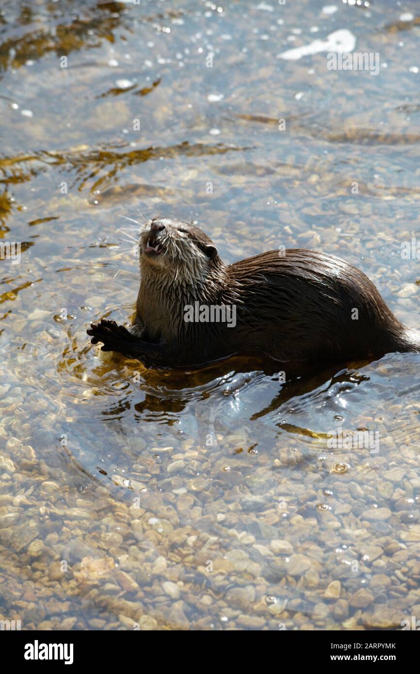 Lontra Foto Stock