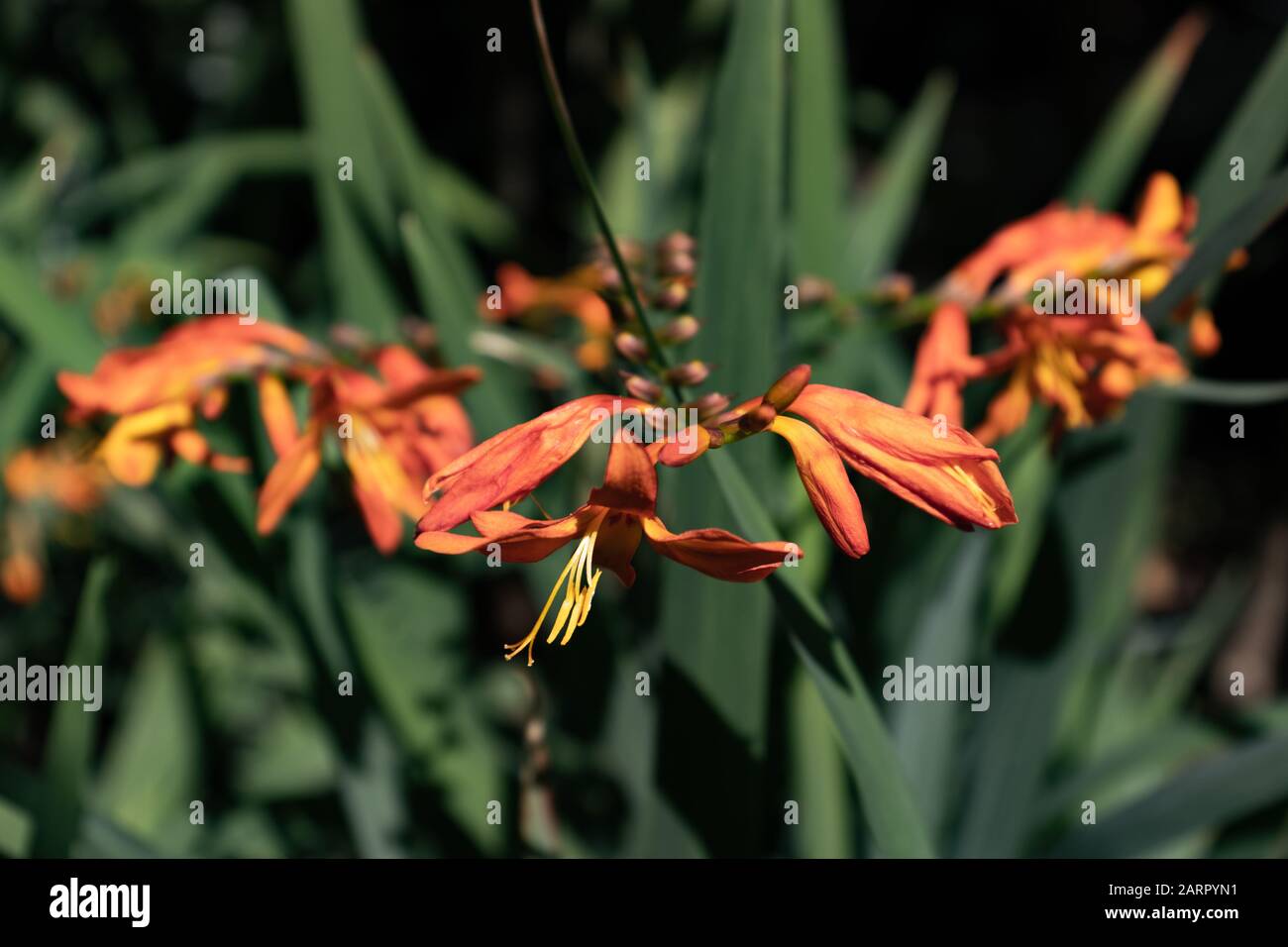 Arancione Crocosmia aurea fiori. Nomi comuni - stelle cadenti, fiore di San Valentino, o montbretia Foto Stock