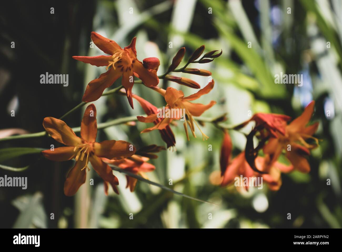 Arancione Crocosmia aurea fiori. Nomi comuni - stelle cadenti, fiore di San Valentino, o montbretia Foto Stock