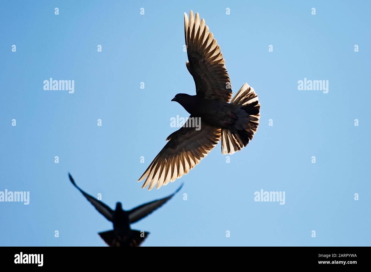 Un piccione ferale in volo silhouette da vicino Foto Stock