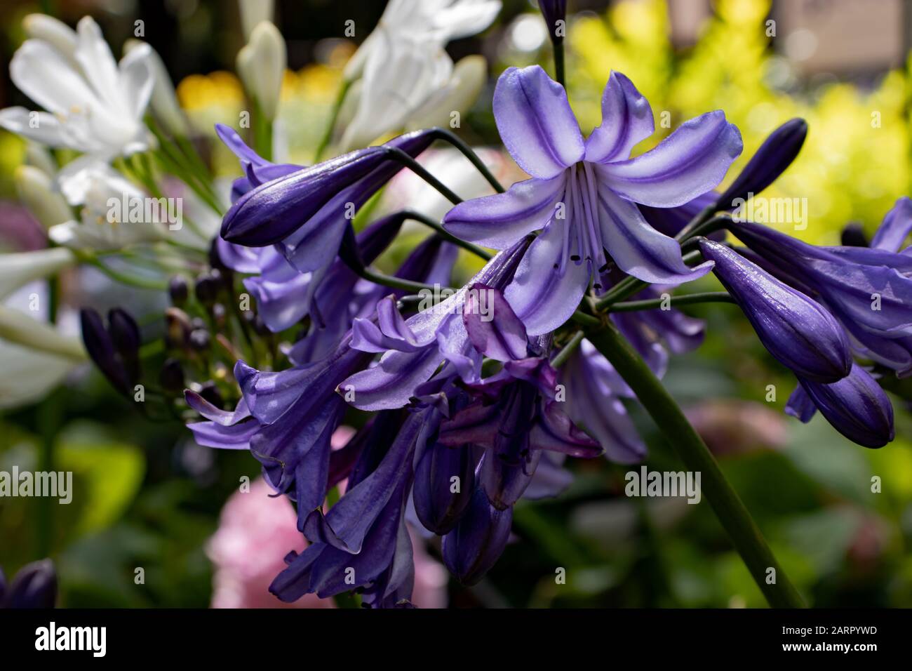 Giglio africano, detto anche giglio del Nilo (Agapanthus africanus). Foto Stock