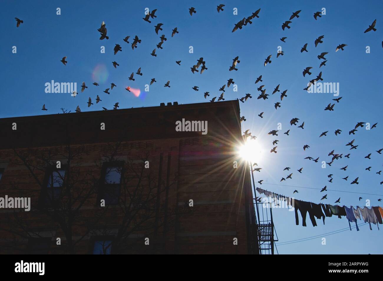 Un floccato di piccioni ferali nel quartiere della città Foto Stock