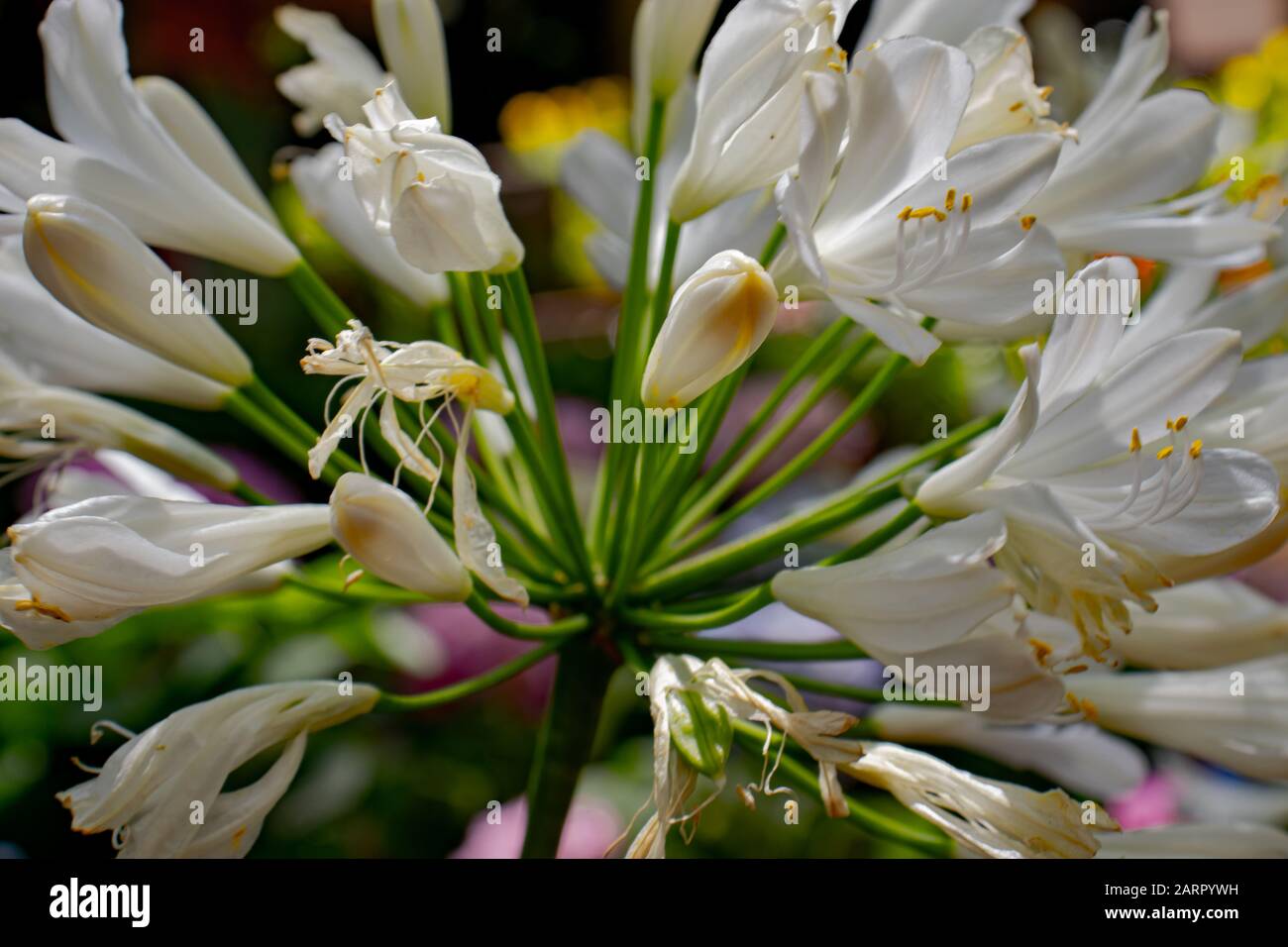 Giglio africano, detto anche giglio del Nilo (Agapanthus africanus). Foto Stock