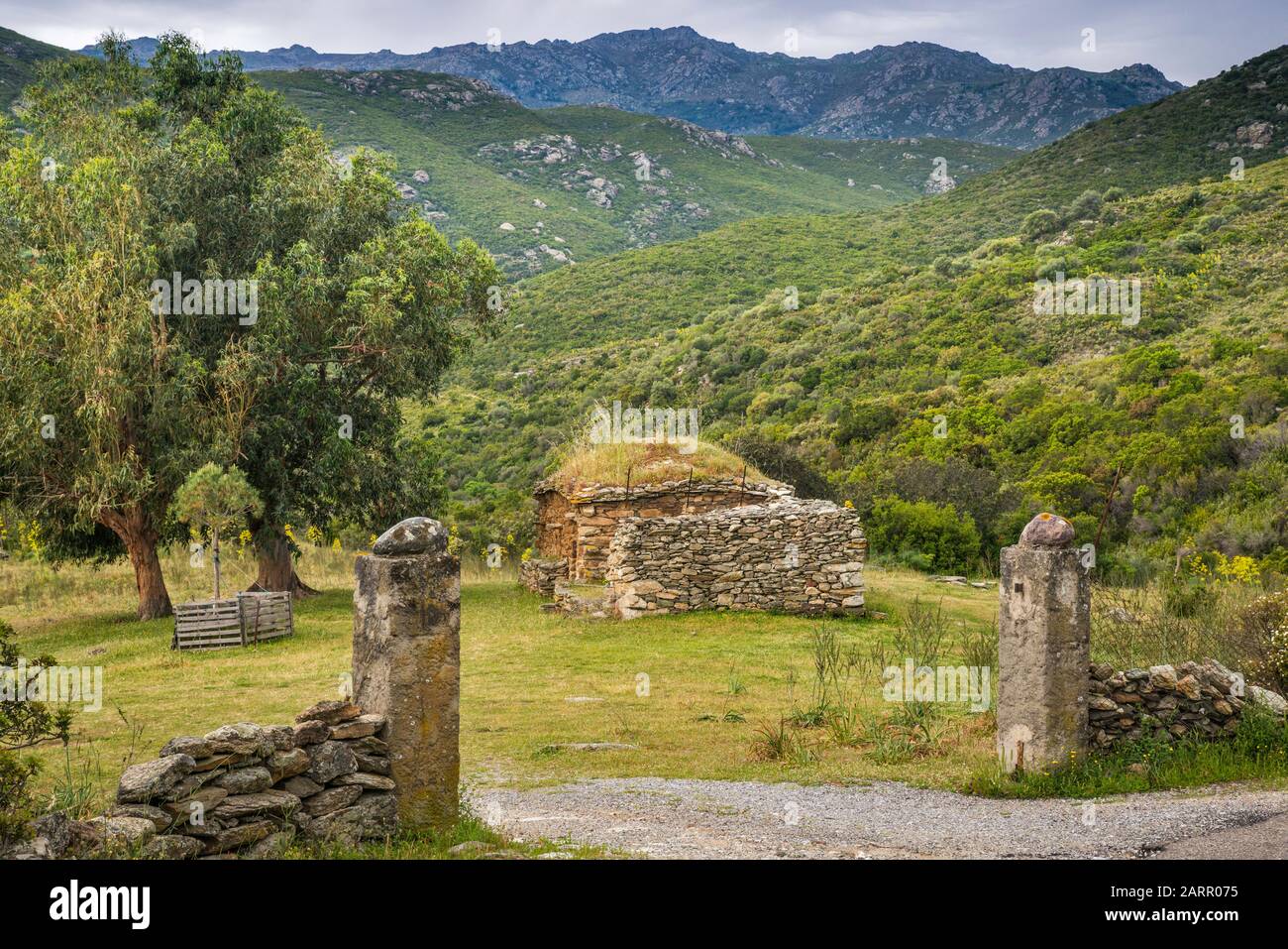 Capanna in pietra, fattoria abbandonata in collina nella regione di Nebbio, nei pressi di Saint-Florent, dipartimento Haute-Corse, Corsica, Francia Foto Stock