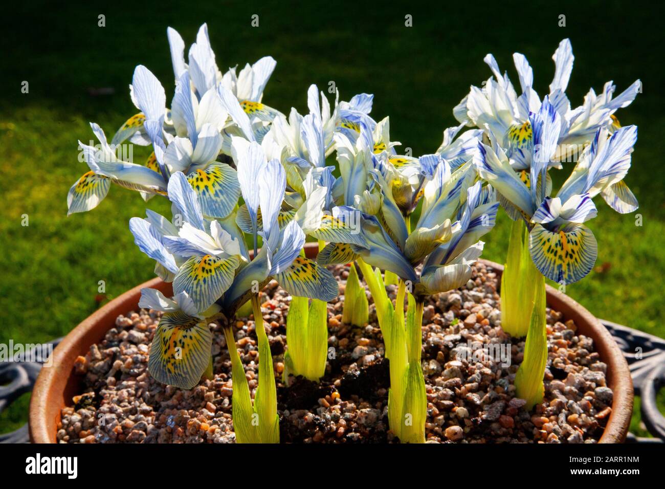 Iris Reticulata Katharine Hodgkin piantato in una ciotola con graniglia Foto Stock