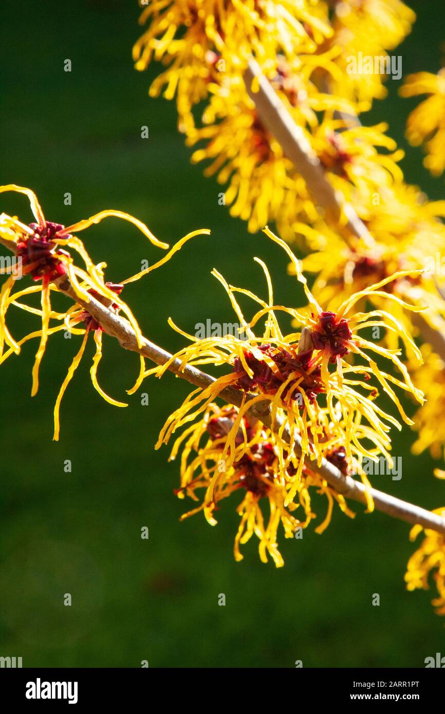 Witch Hazel - Hamamelis X Int Pallida Foto Stock