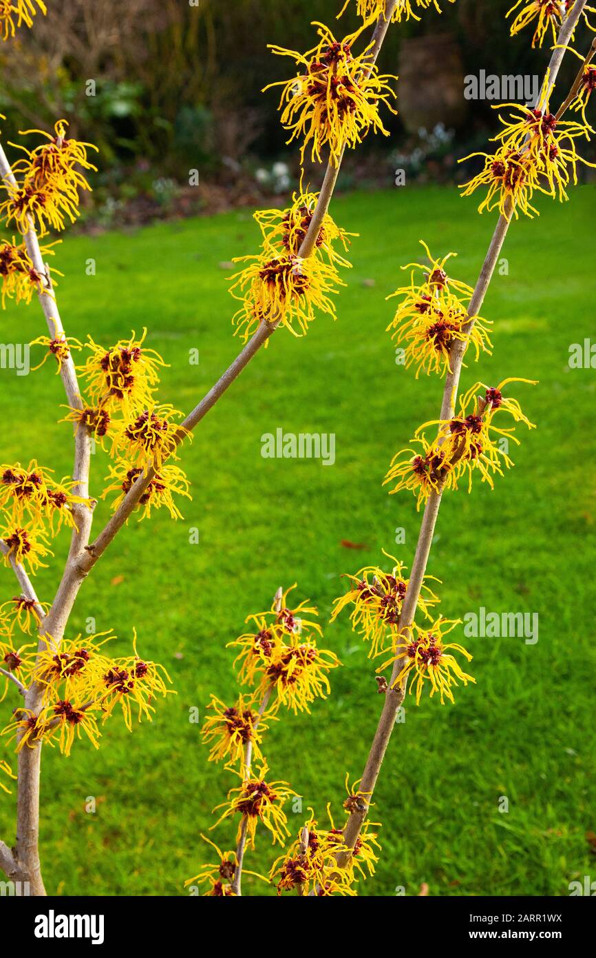 Witch Hazel - Hamamelis X Int Pallida Foto Stock