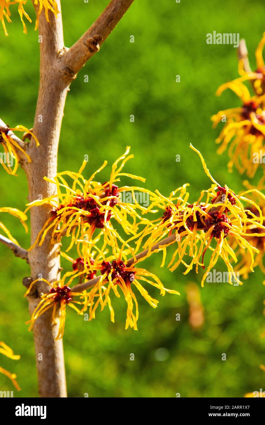 Witch Hazel - Hamamelis X Int Pallida Foto Stock