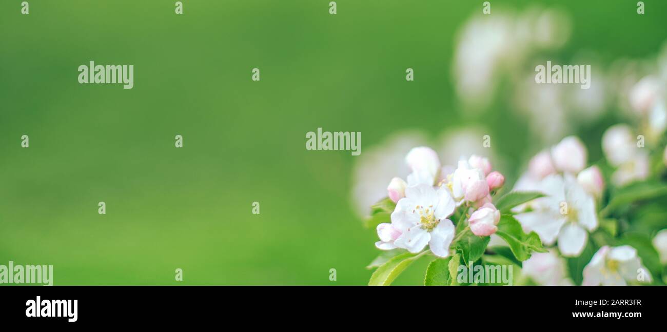 Rami con fiori bianchi su striscione di sfondo verde sfocato Foto Stock