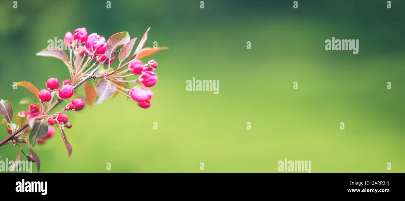 Rami con fiori rosa su striscione di sfondo verde sfocato Foto Stock