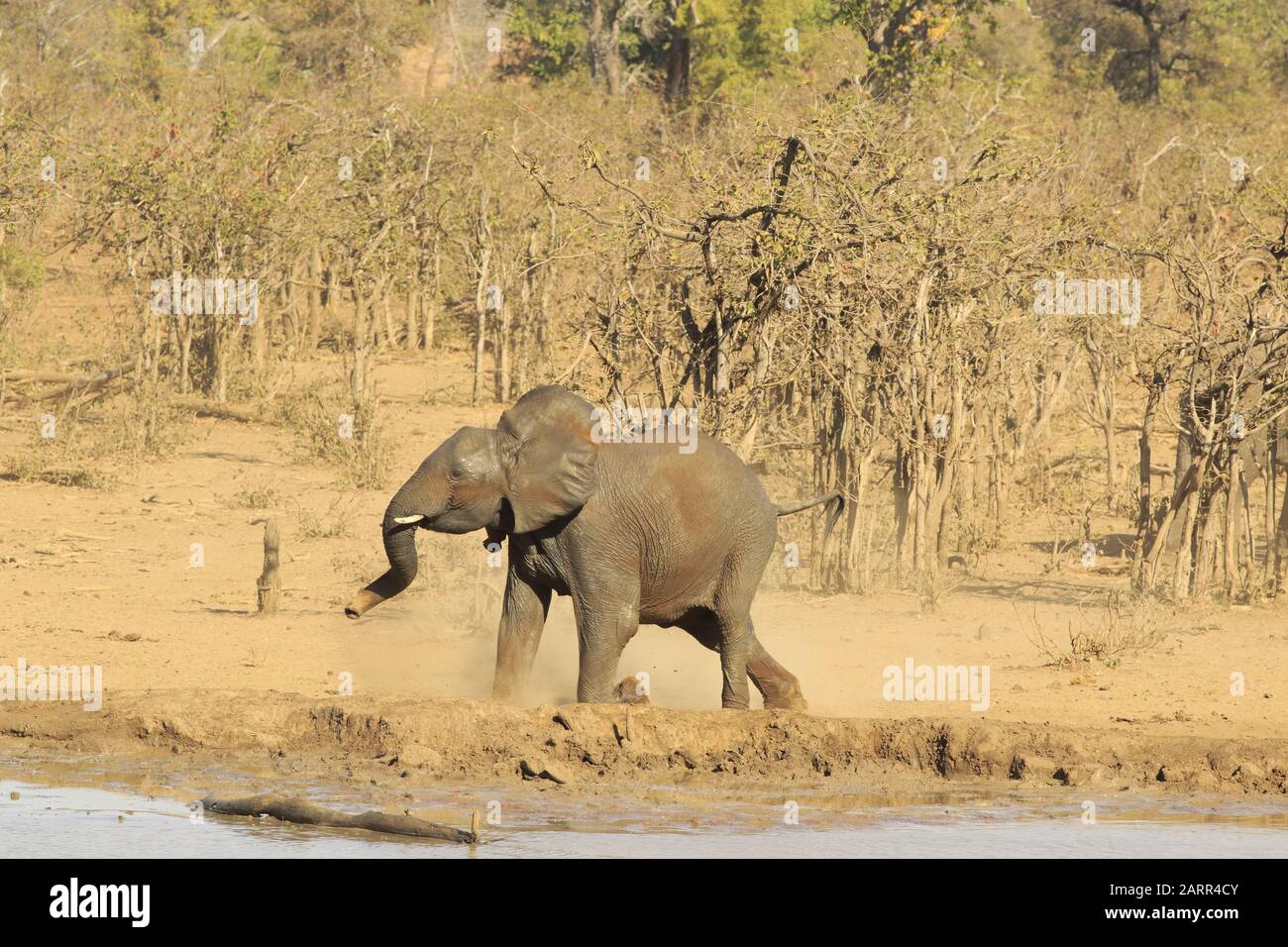 Bambino elefante che corre nella polvere Foto stock - Alamy