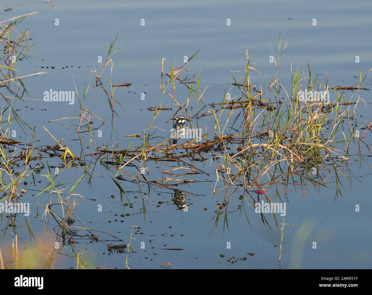 Pied kingfisher ceryle rudis uccello selvatico era arroccato su erba stick reed della banca di fiume palude Foto Stock