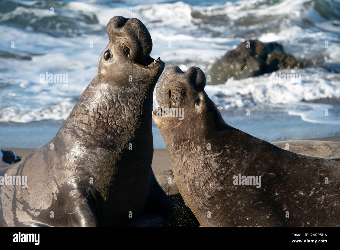 Elefanti Marini Immagini E Fotos Stock Alamy