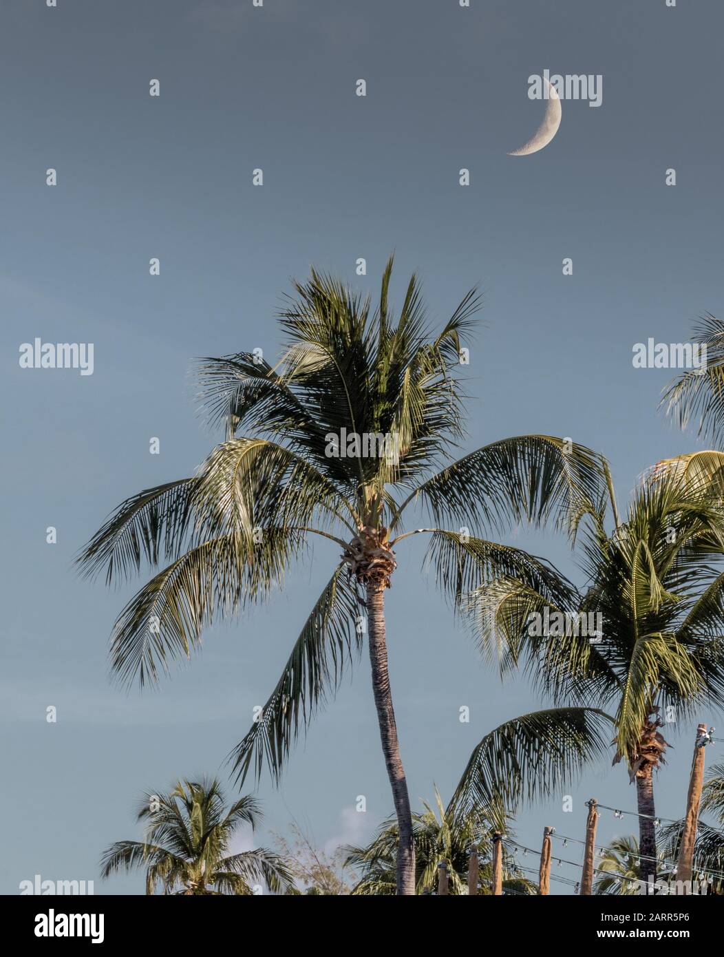 Luna di luna di luna di luna sulle palme Foto Stock