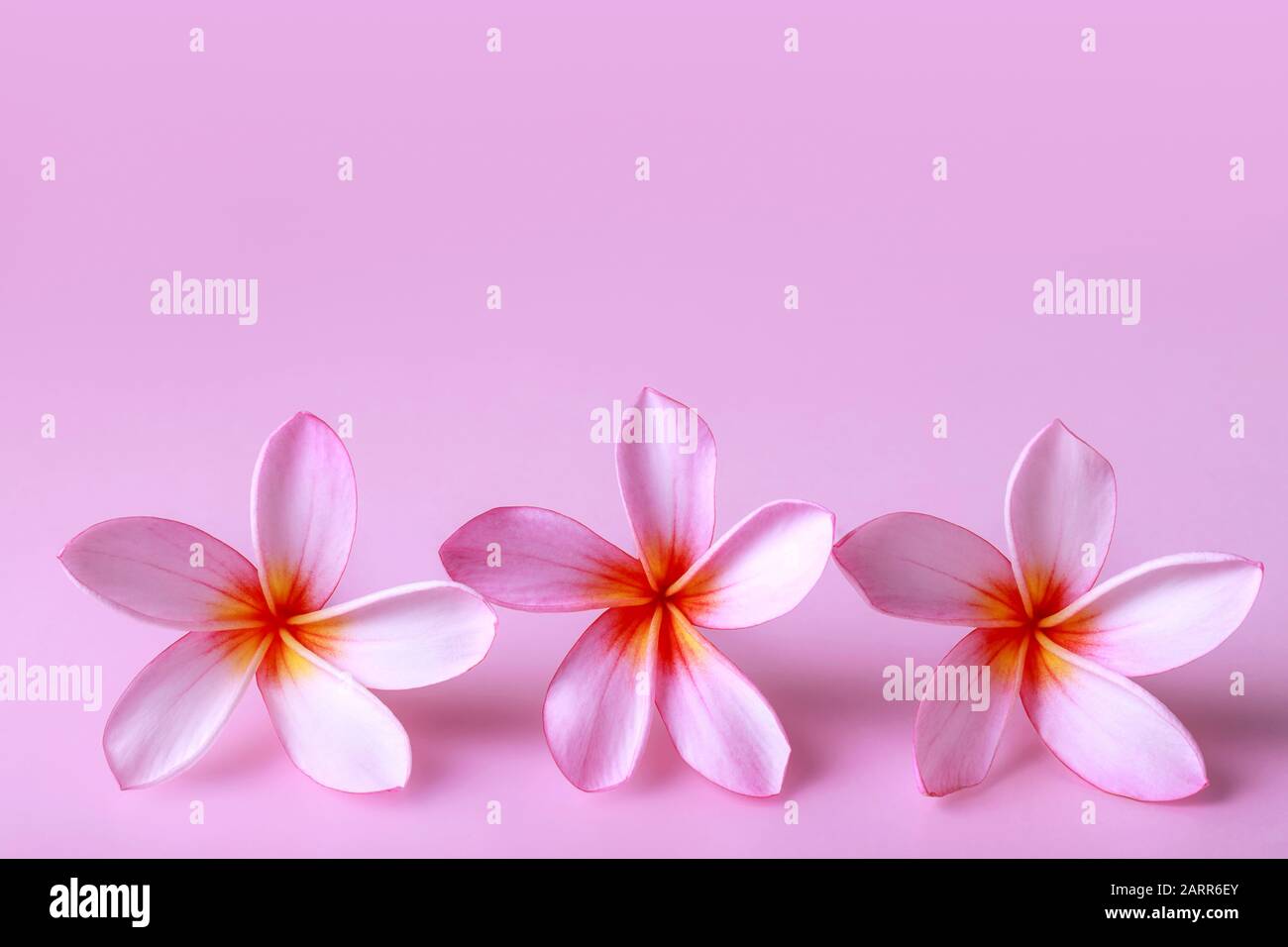 Tre fiori rosa frangipani sullo sfondo rosa. Spazio libero di copia. Foto Stock