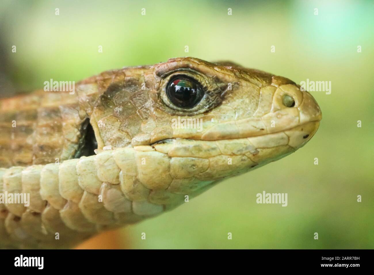medio primo piano di un serpente verde nella foresta Foto Stock