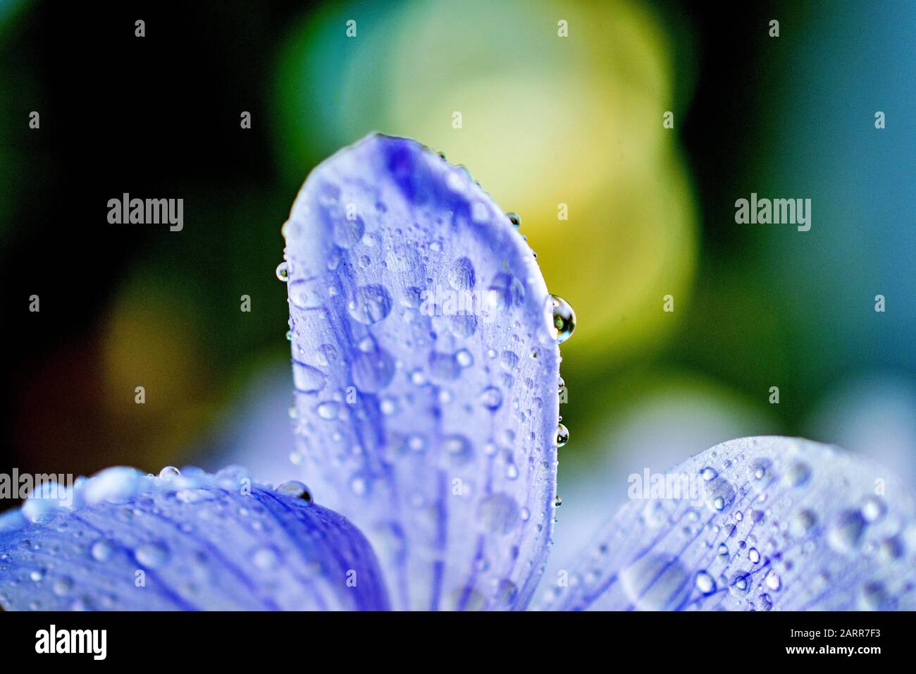 gocce d'acqua su un fiore croco primo piano immagine Foto Stock