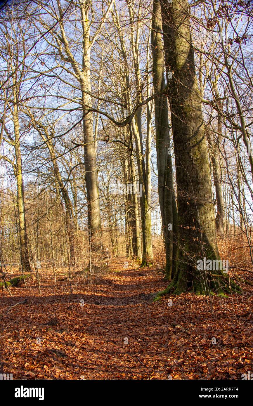 Sentiero forestale nella foresta primeval Sababurg con numerose faggi Foto Stock