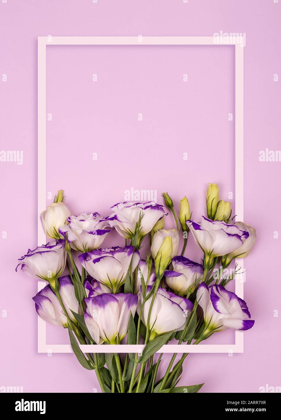 Fiori su sfondo di colore rosa. Design minimo. Carta disegno con cornice bianca e spazio libero di copia, San Valentino, Festa della mamma, giorno delle donne, 8 marzo Foto Stock