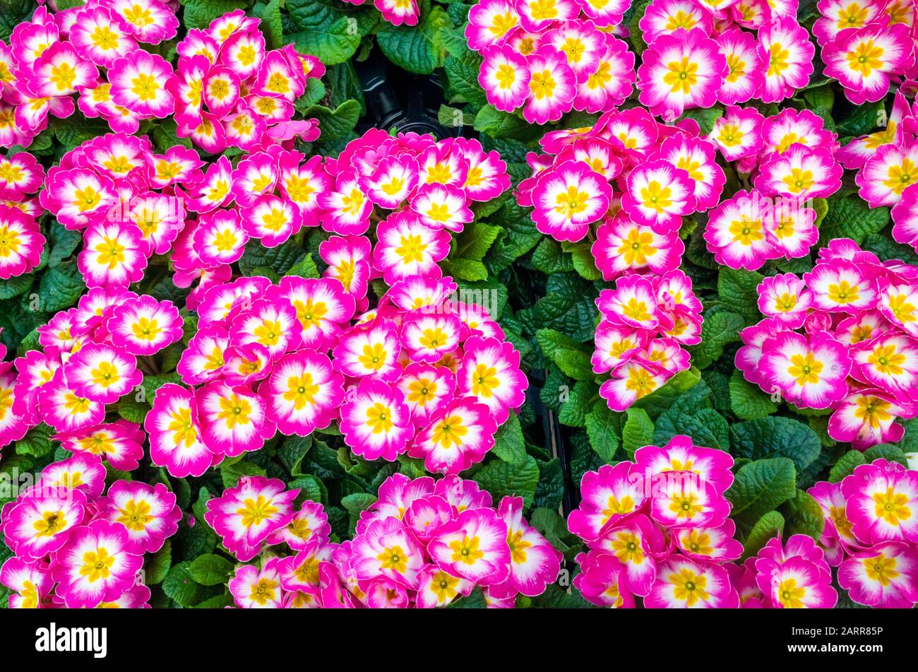 Piante rosa Primrose in un giardino centro in vendita pronto per piantare primavera Foto Stock