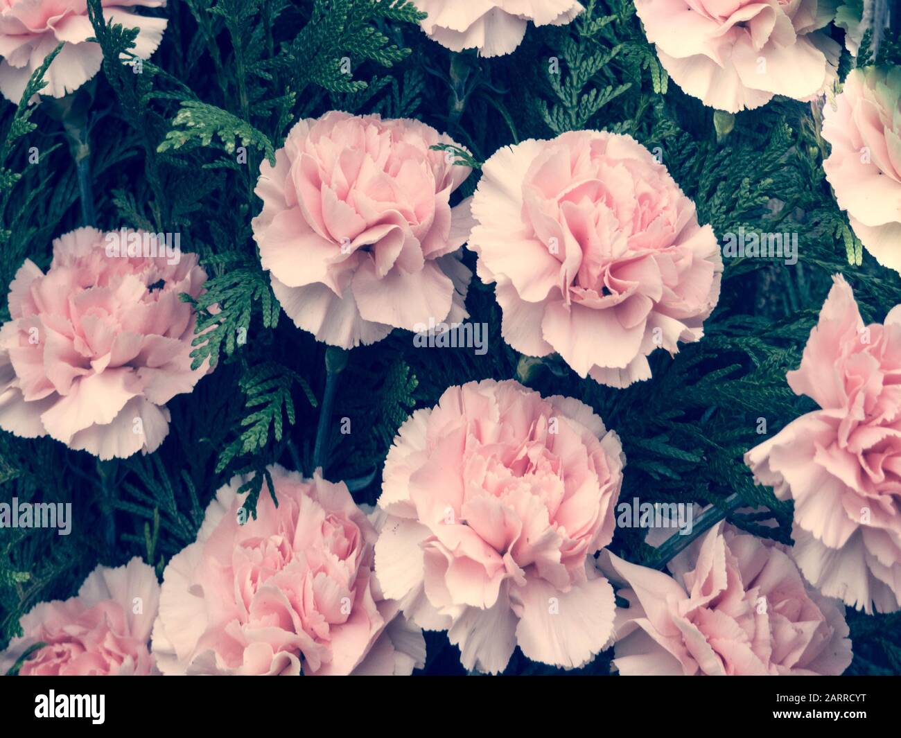 Fiori sfondo con fiori e rosa Foto Stock