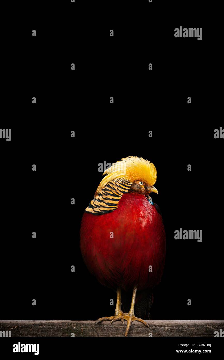 crysolophus pictus, fagiano dorato, bel colore, uccello in vita selvaggia con sfondo nero, isolato Foto Stock