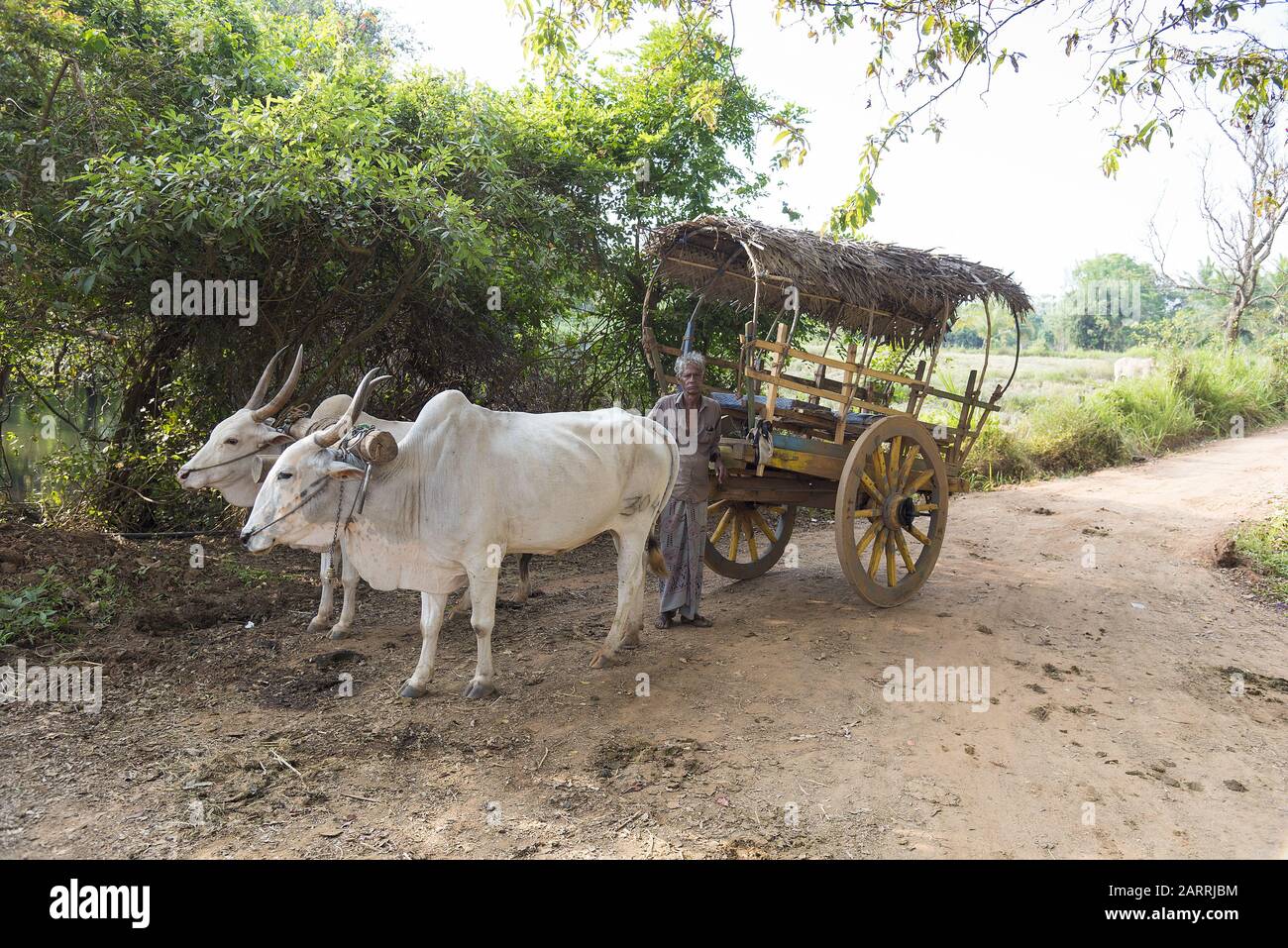 Habrana, Sri Lanka: 03/16/2019: Contadino locale dello Sri Lanka che si trova accanto al suo carro di bue, un carro coperto di paglia con due buoi domestici bianchi. Foto Stock
