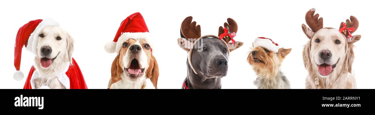 Cani carini in cappelli di Babbo Natale e corni di cervo su sfondo bianco Foto Stock