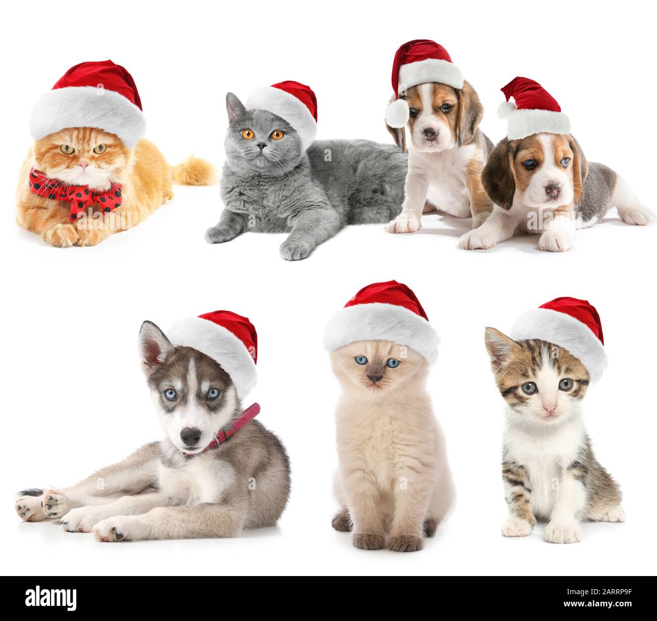 Cani e gatti carini in cappelli di Babbo Natale su sfondo bianco Foto stock  - Alamy