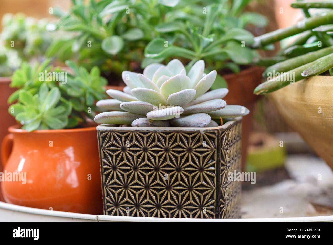 Varie le piante succulente pentole a stare in casa in un giardino a giornata di sole. Foto Stock