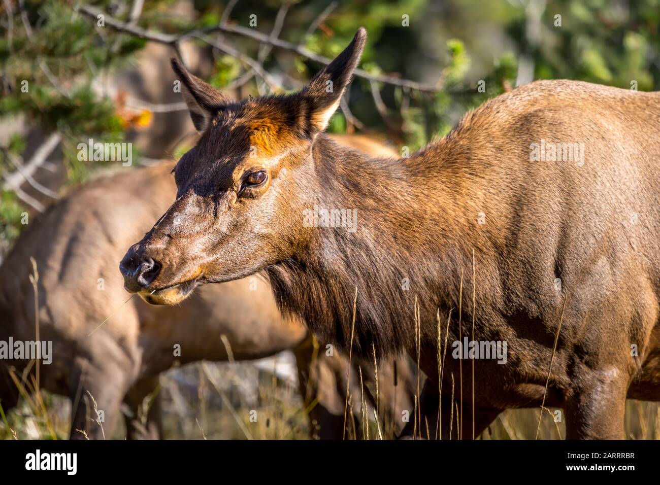 Giovane mucca di alce al pascolo nel Parco Nazionale di Yellowstine Foto Stock
