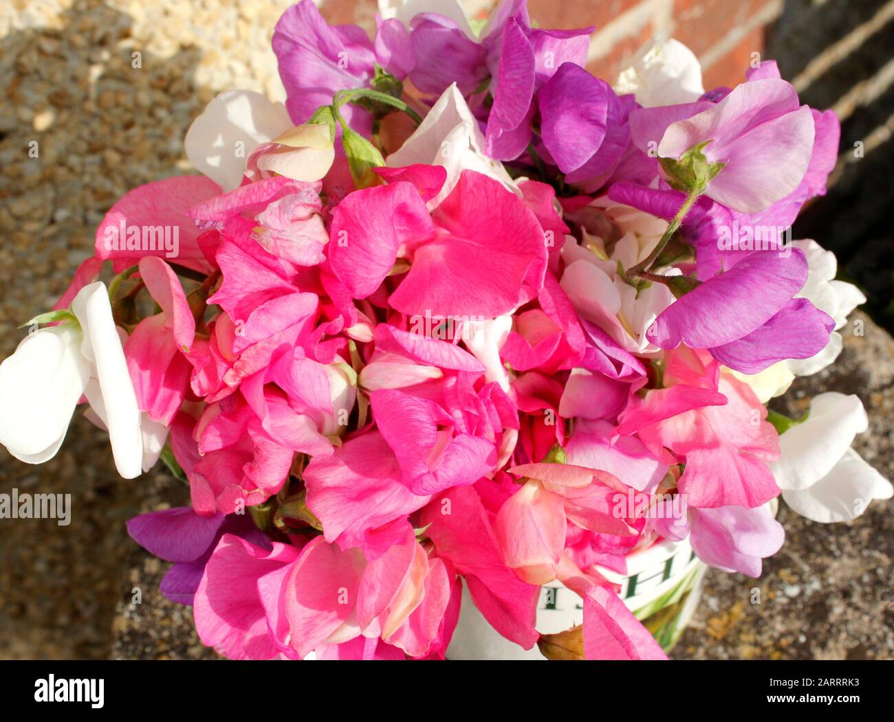 Piselli dolci appena raccolti Foto Stock