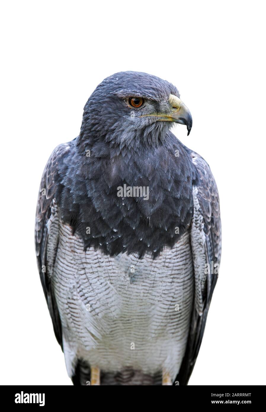 Buzzard-aquila nera / buzzard-aquila grigia / aquila blu cilena (Geranoetus melanoleucus) su sfondo bianco Foto Stock
