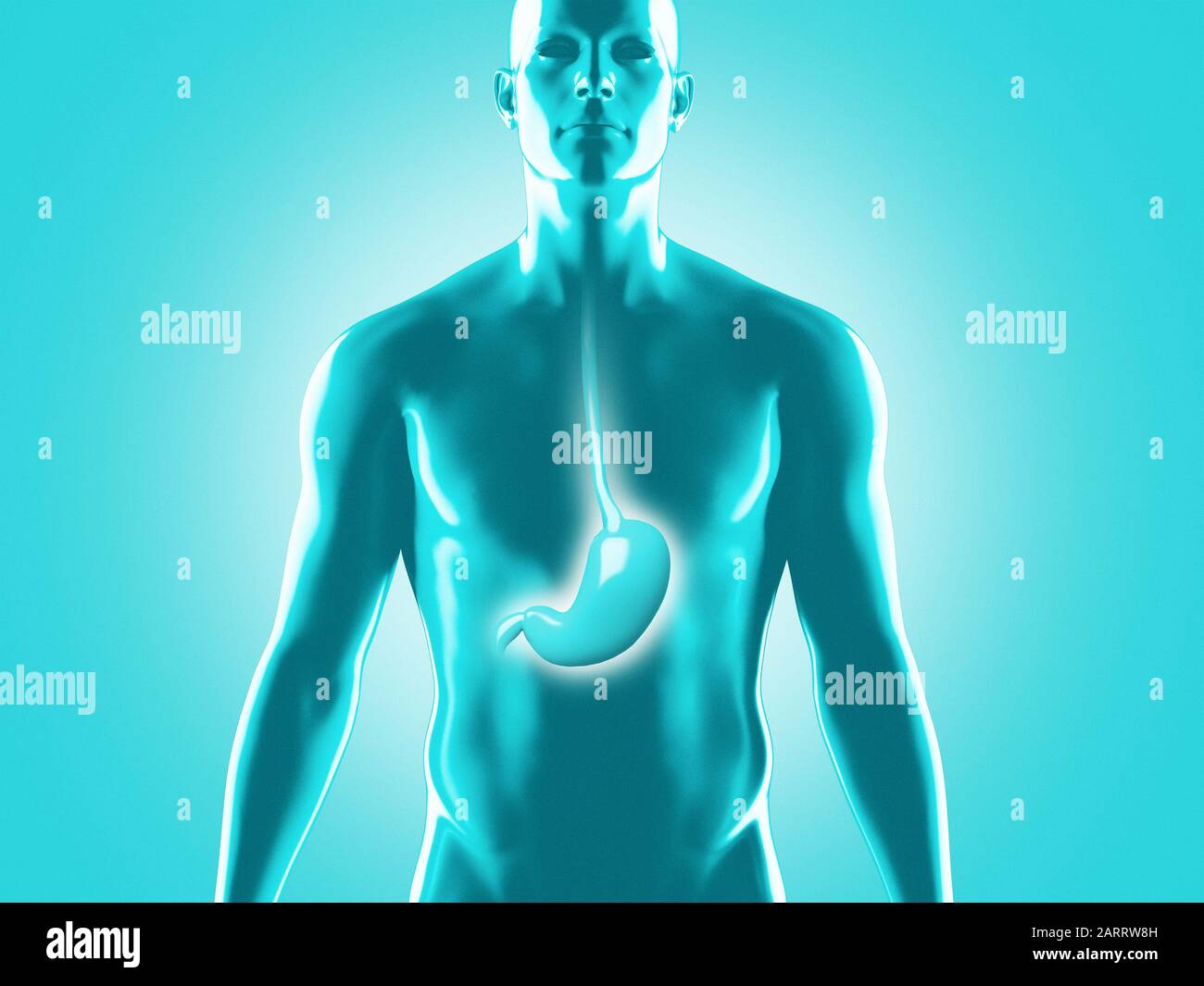 Anatomia del sistema digestivo umano, illustrazione del rendering 3D Foto Stock