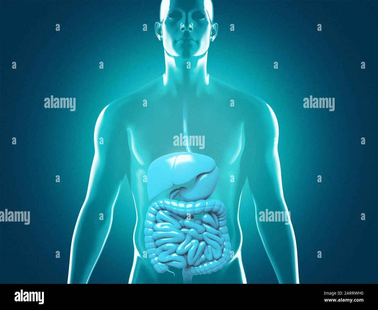 Anatomia del sistema digestivo umano, illustrazione del rendering 3D Foto Stock