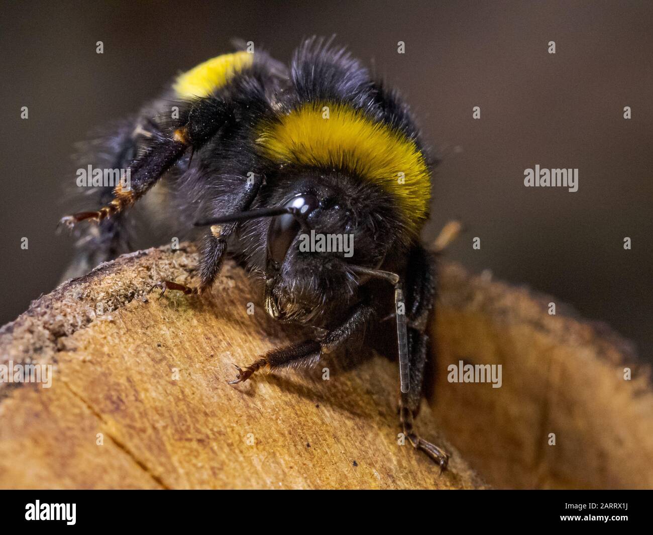 Close Up image of a Bumblebee on a log in Sydenham Hill Wood in South London Foto Stock