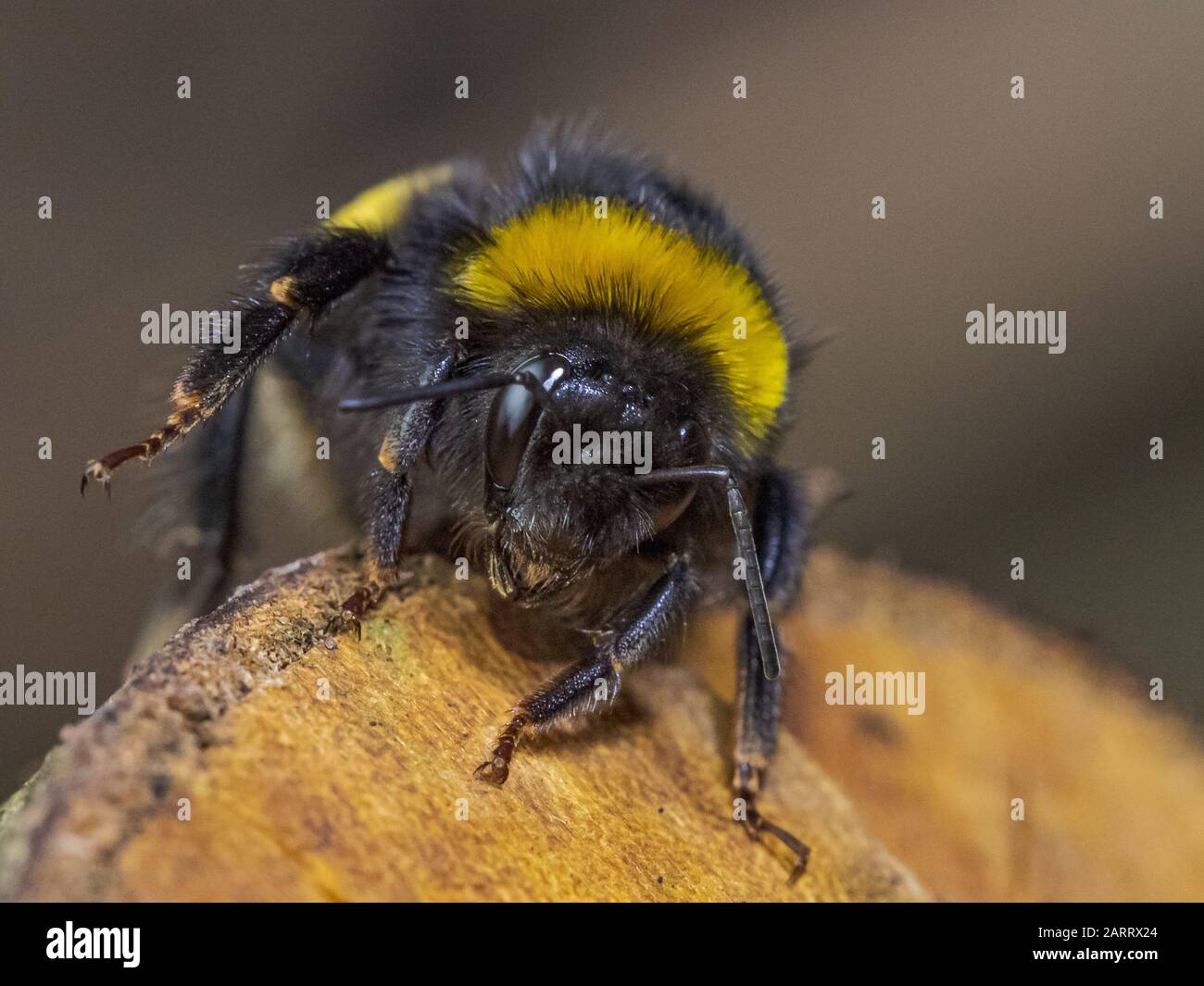 Close Up image of a Bumblebee on a log in Sydenham Hill Wood in South London Foto Stock