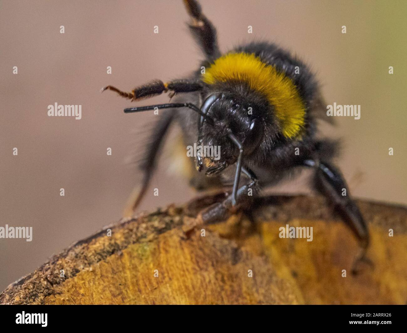 Close Up image of a Bumblebee on a log in Sydenham Hill Wood in South London Foto Stock