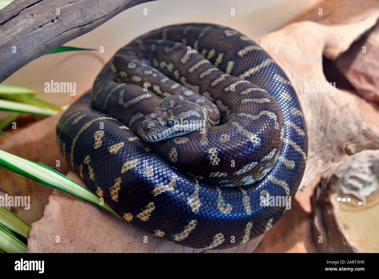 Australia, python tappeto Foto Stock