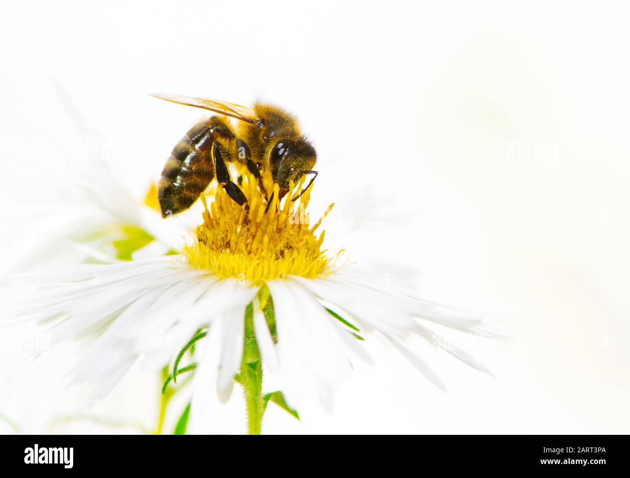 Honeybee nettare di raccolta su un bianco fiore aster. Foto Stock